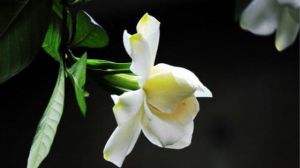 The difference between Gardenia jasminoides and Gardenia jasminoides