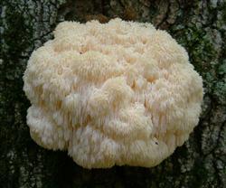 What about the abnormal mushrooms in the cultivation of hericium Erinaceus