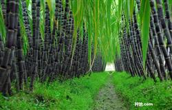 How to fertilize black sugarcane for high yield