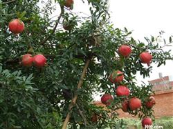 What are the common pests of pomegranate trees