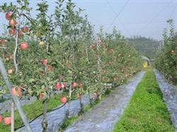 How to plant young apple trees and give birth prematurely