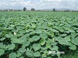 How to manage after planting lotus root?