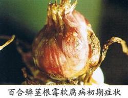 Control methods of Rhizopus soft rot of lily bulb