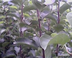 How to plant apple trees?