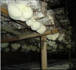 Fast-growing and High-yield cultivation techniques of hericium Erinaceus