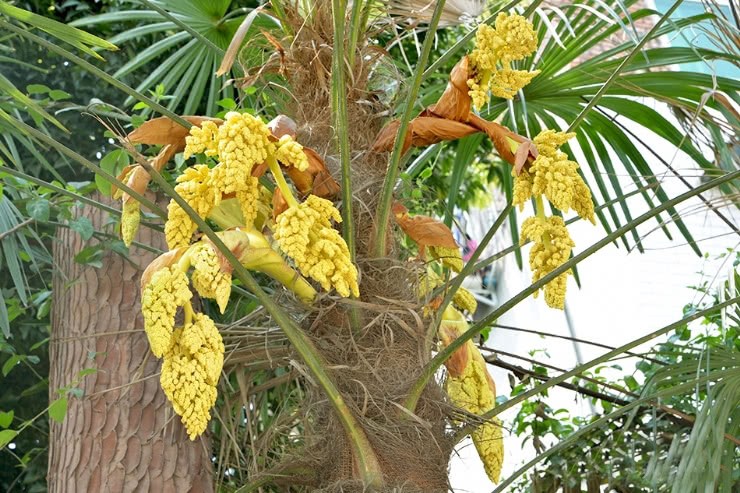 The millet that grows on the tree can be eaten raw and cooked. Fried meat is a rare food in the north.