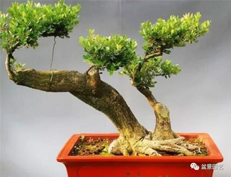 Illustration of Poplar Bonsai production Technology detailed explanation of Poplar Bonsai production Technology