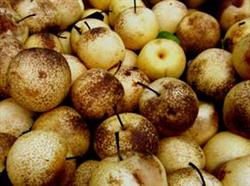 How to prevent pear blackheart disease?