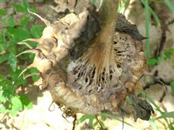 Control methods of Sclerotinia sclerotiorum in sunflower