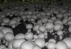 Cultivation of Agaricus bisporus with wheat straw and cow manure