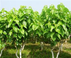 Pest control and fertilization of mulberry in spring