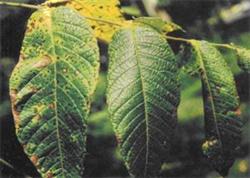 What are the main diseases and insect pests of hickory?