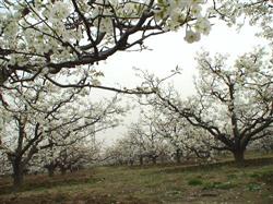 How should pear tree planting be managed in spring?