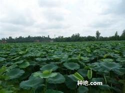 How to prevent and cure the common diseases of lotus root?