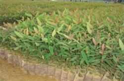 Seed collection, seedling cultivation and afforestation techniques of eucalyptus