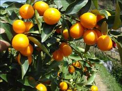 Types of organic fertilizers commonly used in fruit tree production