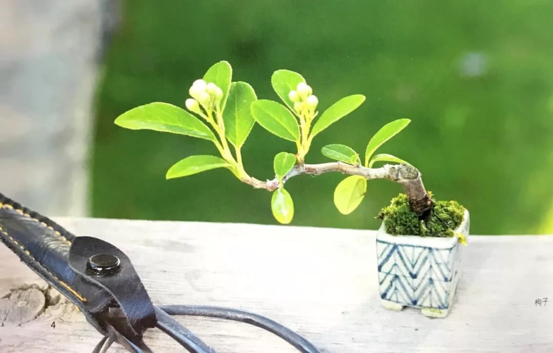 If you want to prune bonsai at your fingertips, you must pick up the scissors and rush to the balcony.