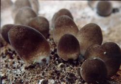 Control measures for abnormal growth of volvariella volvacea