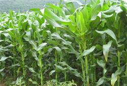 Matters needing attention in booting stage Management of Spring Maize