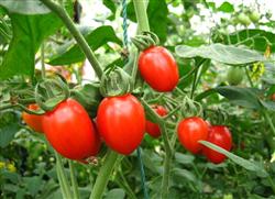 How to grow Cuihong tomato in Taiwan