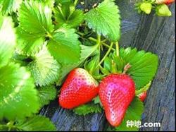 What is strawberry deficiency in greenhouse?