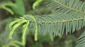 The difference between Torreya grandis and Torreya grandis