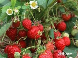 How to make strawberries safely through the summer?