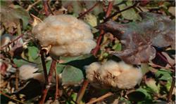 When is the best time to accelerate the ripening of late cotton?