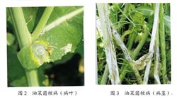 Integrated control of Sclerotinia sclerotiorum in rape