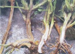 How to control peanut bacterial wilt?