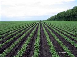 How to fertilize soybeans?