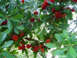 How to cultivate big tree red bayberry