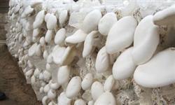 Six taboos in mushroom planting