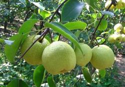 How to give Dangshan pear fruit thinning and bagging?