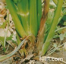 What is the cause of celery petiole cracking?