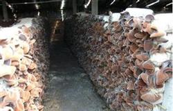 Cultivation technique of Auricularia auricula with Rice Straw