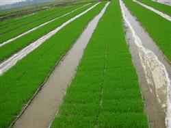 How to apply fertilizer to rice seedlings during the stinging period