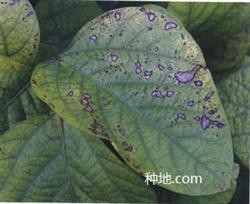 What is soybean gray spot disease and how to prevent it?