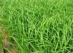 Dry Seedling raising technique of Rice