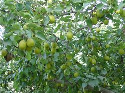 How should Yali pear be managed after it is fruited?