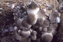 Five elements of High-yield cultivation of volvariella volvacea