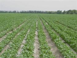 Do a good job of cotton late ripening and improve cotton quality and benefit