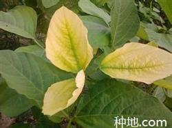 What is soybean yellowing and how to prevent it?