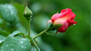 What is the flower language of Chinese rose?