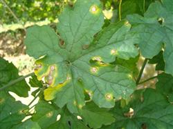 How to keep seeds of balsam pear?