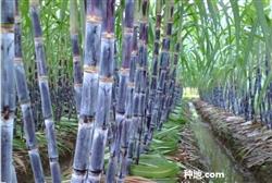 How to manage the growth of black sugarcane in the middle and later stage?