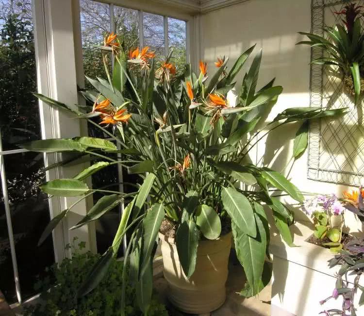 Several key techniques for promoting flowering in indoor maintenance of birds of paradise