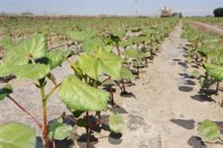 How to improve the emergence rate and seedling preservation rate of cotton in spring