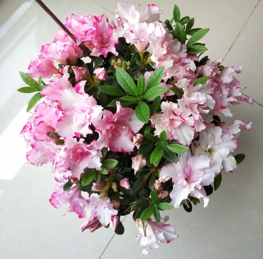 Azaleas grow tender leaves in this way and can bloom 99 beautiful flowers in one pot.