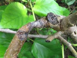 Removing Mulberry Flowers and Mulberry fruits to Control Mulberry shoot Breaking Disease